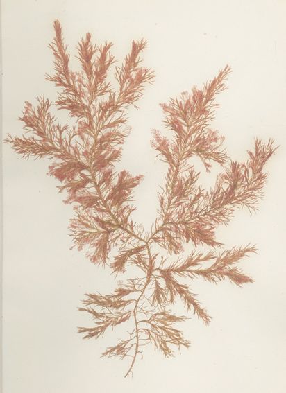 Große Abbildung Nr.1: 127-1467 Plantes Marines: (Botanik, Herbarien, Algen)