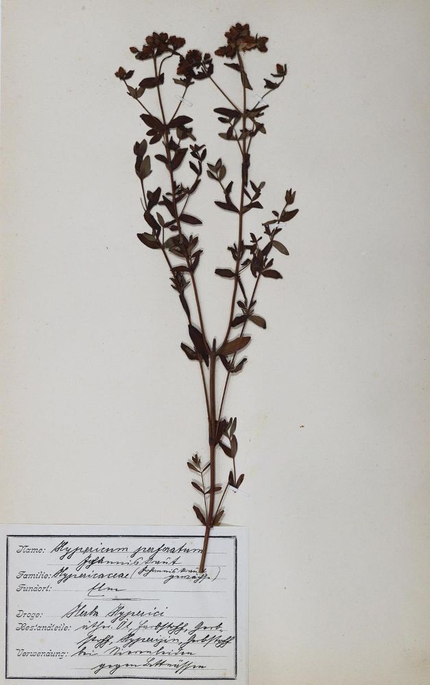 Große Abbildung Nr.1: 127-1468 Herbarium.: (Botanik, Herbarien)