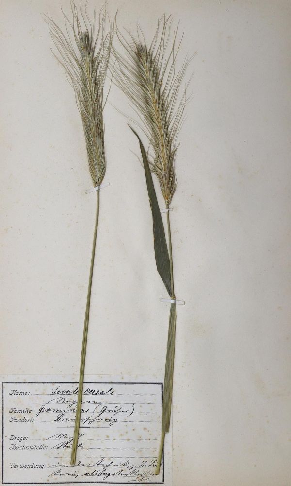 Große Abbildung Nr.3: 127-1468 Herbarium.: (Botanik, Herbarien)