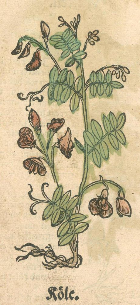 Große Abbildung Nr.1: 127-1472 (Rösslin,E.: (Botanik, Kräuterbücher)