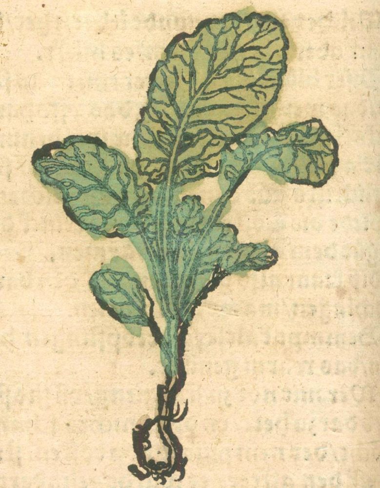 Große Abbildung Nr.2: 127-1472 (Rösslin,E.: (Botanik, Kräuterbücher)