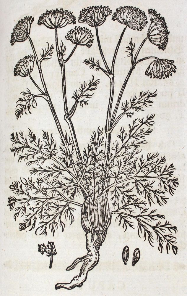 Große Abbildung Nr.2: 127-1473 Zwinger,T.: (Botanik, Kräuterbücher)