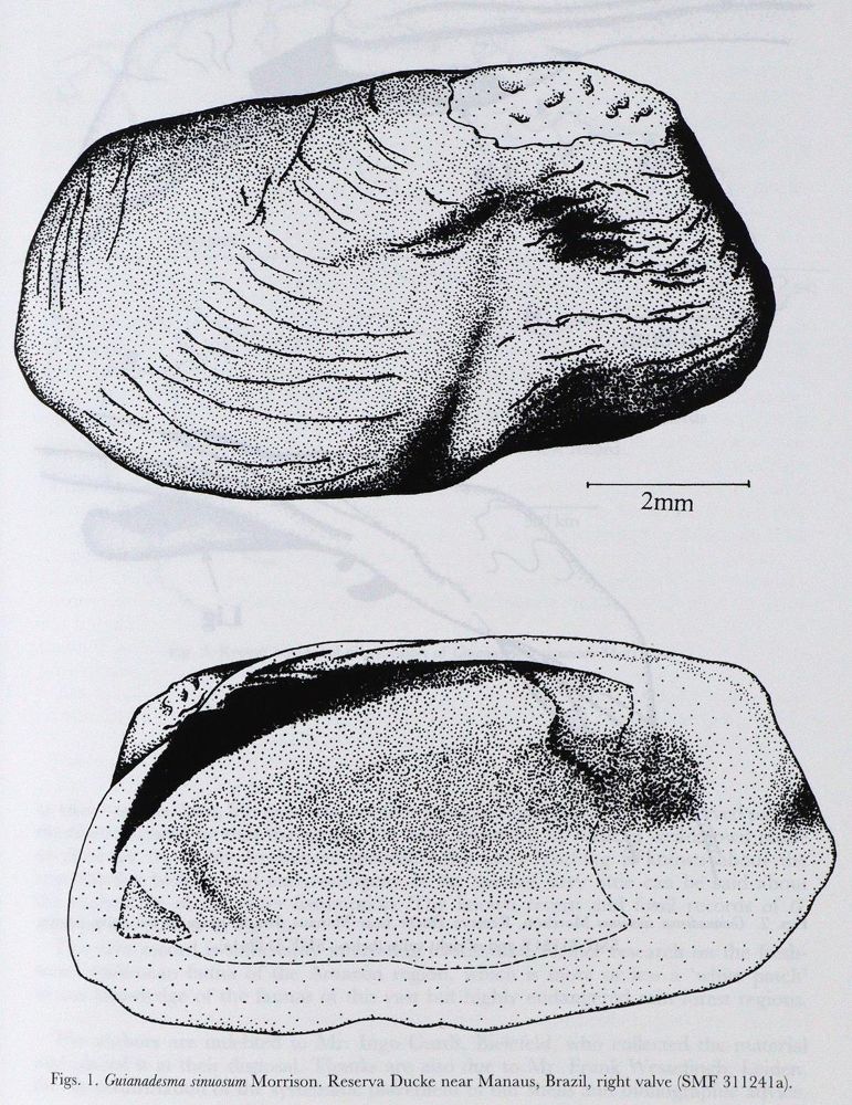 Große Abbildung Nr.2: 127-1509 Basteria.: (Zoologie)