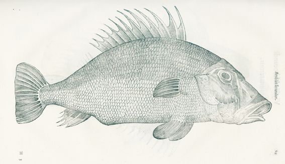 Große Abbildung Nr.1: 127-1514 Aldrovandi,U.,: (Zoologie, Fische)