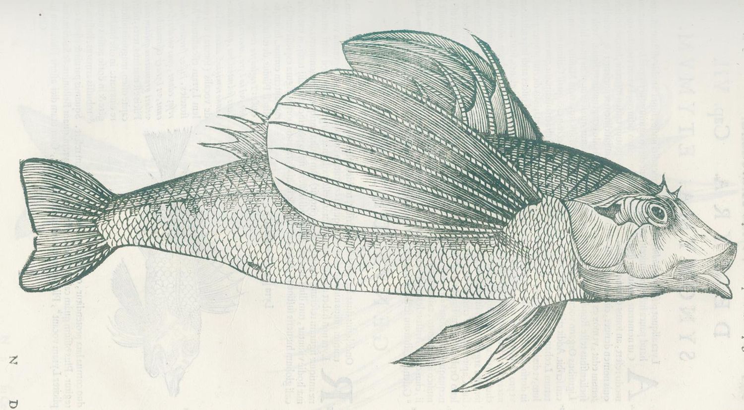 Große Abbildung Nr.2: 127-1514 Aldrovandi,U.,: (Zoologie, Fische)