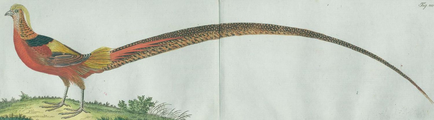 Große Abbildung Nr.4: 127-1517 Gmelin, C. C.: (Zoologie)