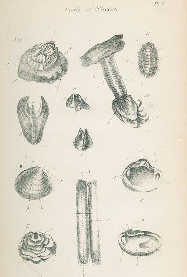 Große Abbildung Nr.1: 127-1519 Poe,E.A.: (Zoologie, Muscheln)