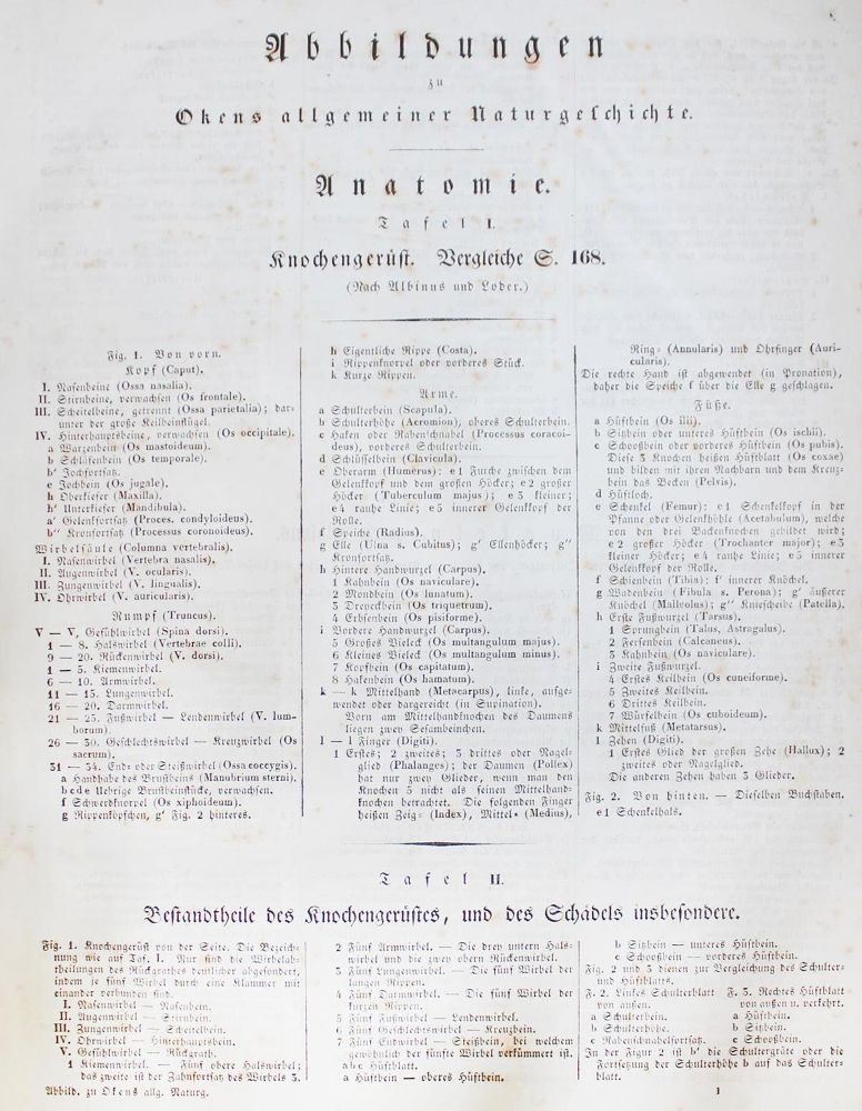 Große Abbildung Nr.1: 127-1520 Oken,(L.).: (Zoologie)