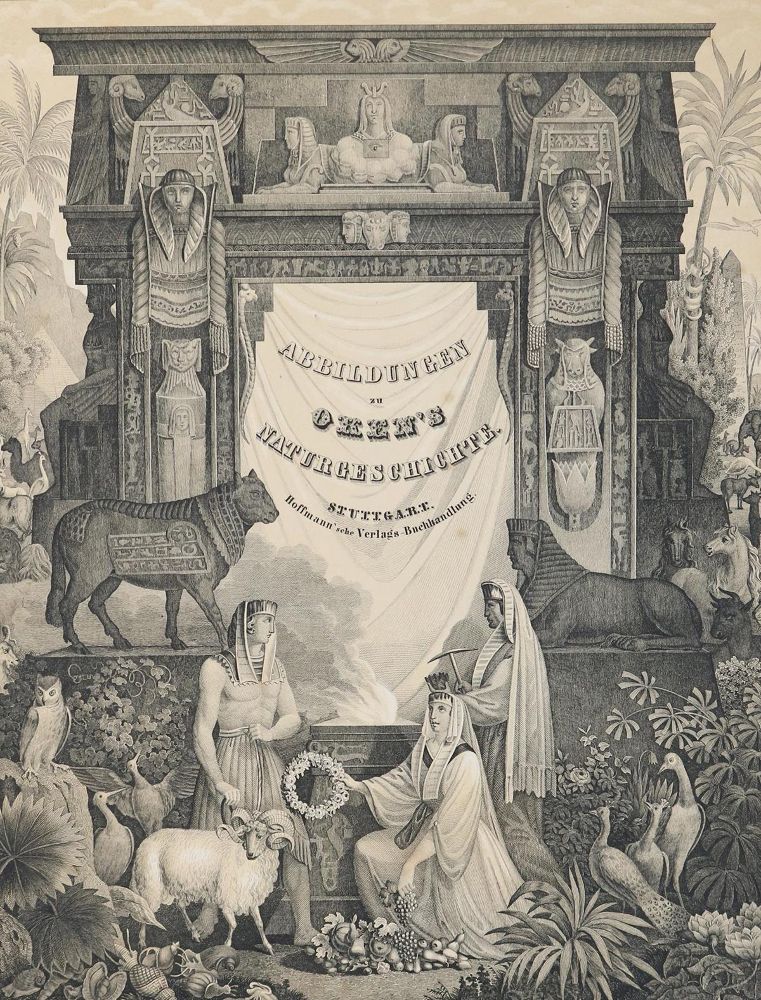 Große Abbildung Nr.1: 127-1521 Oken,(L.).: (Zoologie)