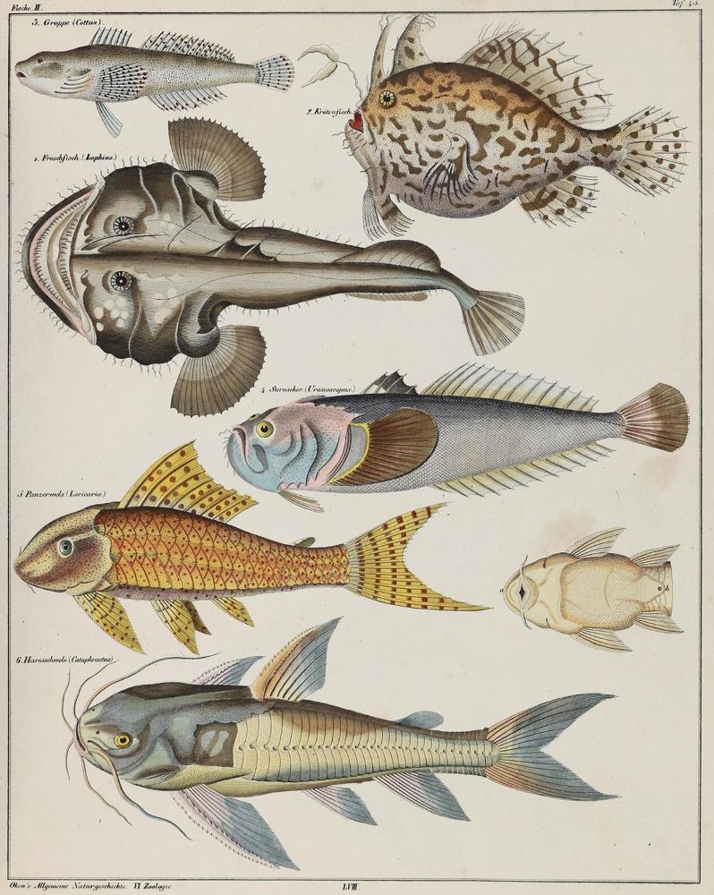 Große Abbildung Nr.2: 127-1521 Oken,(L.).: (Zoologie)