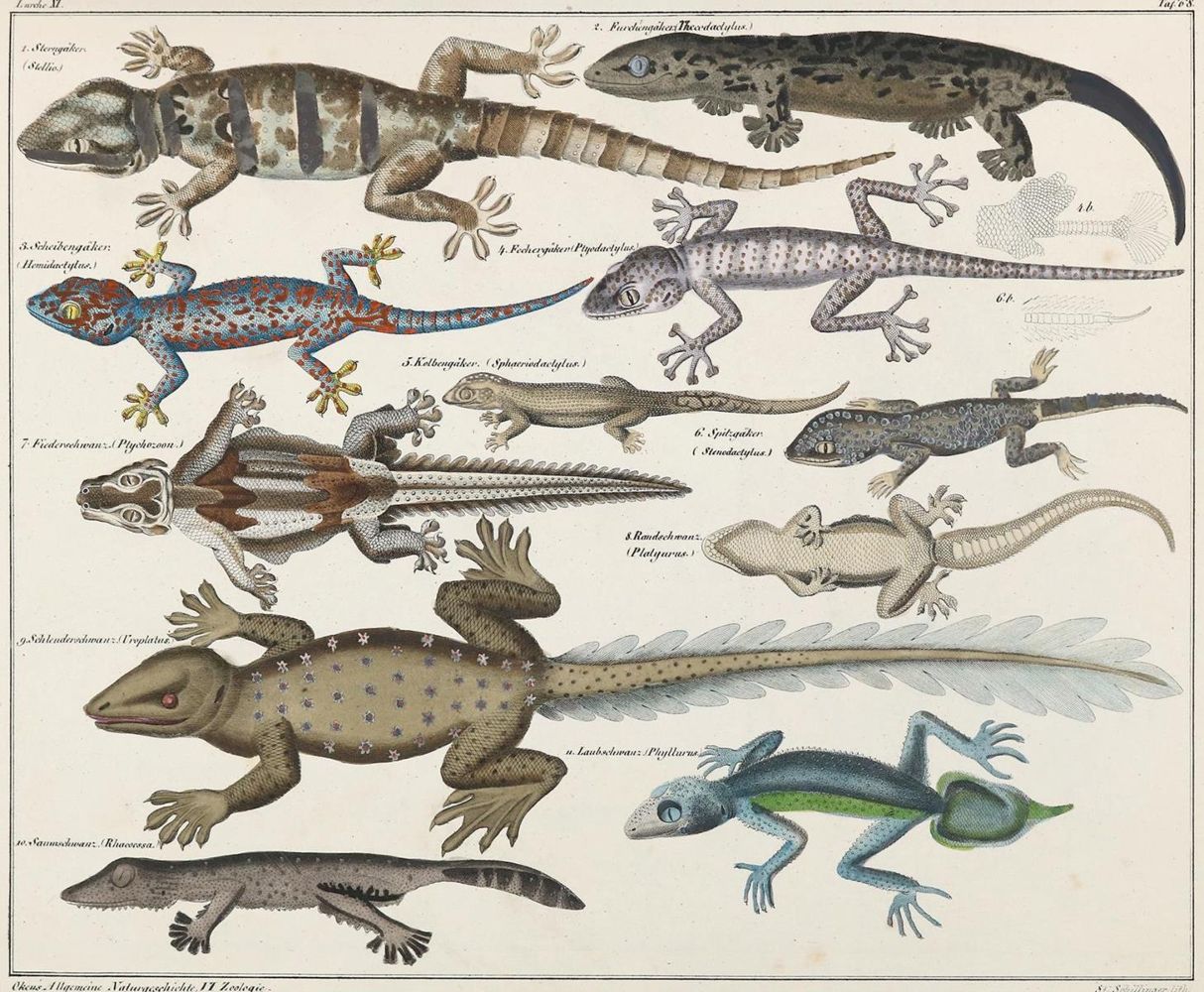 Große Abbildung Nr.3: 127-1521 Oken,(L.).: (Zoologie)