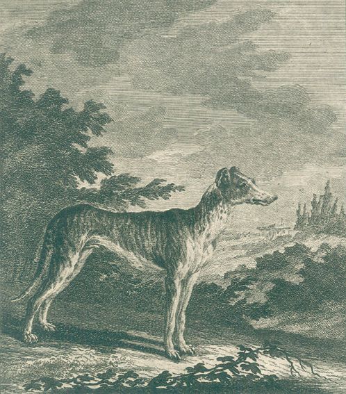 Große Abbildung Nr.1: 127-1523 Ridinger,J.E.: (Zoologie)