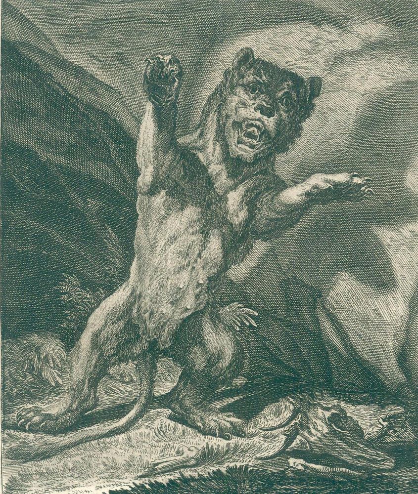 Große Abbildung Nr.3: 127-1523 Ridinger,J.E.: (Zoologie)