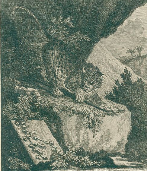 Große Abbildung Nr.4: 127-1523 Ridinger,J.E.: (Zoologie)