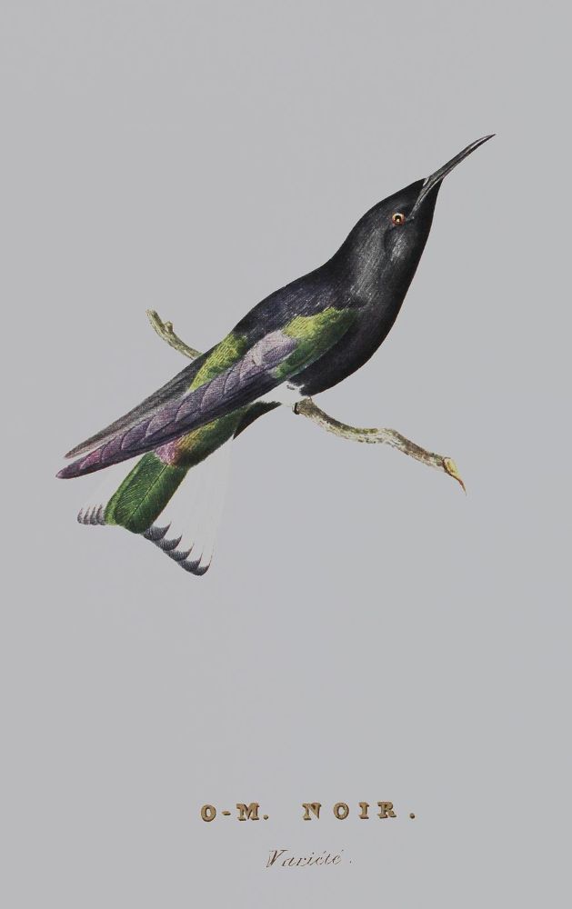 Große Abbildung Nr.1: 127-1528 Descourtilz,J.T.: (Zoologie, Vögel, Faksimile)