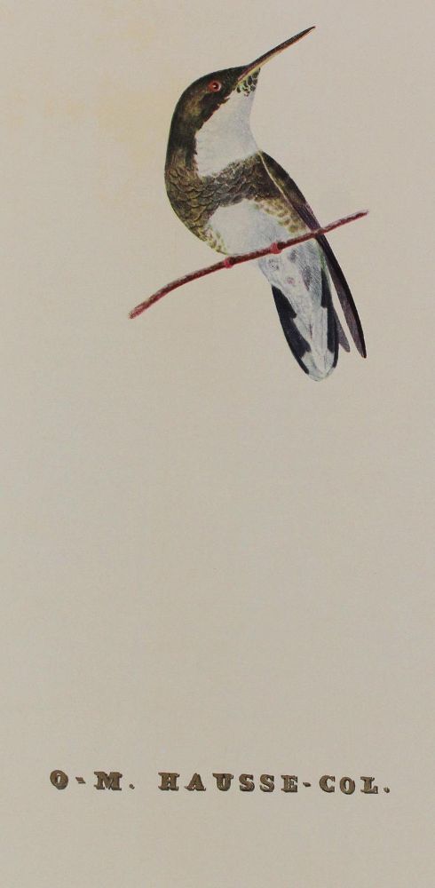 Große Abbildung Nr.2: 127-1528 Descourtilz,J.T.: (Zoologie, Vögel, Faksimile)