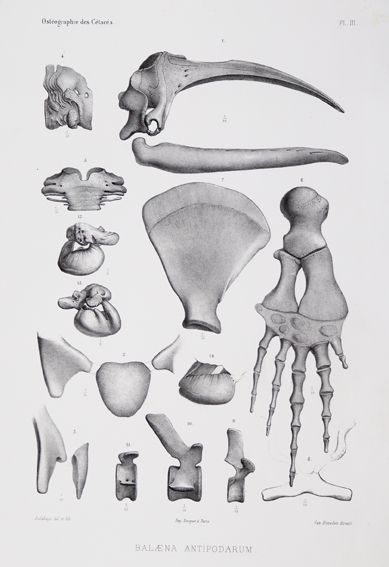 Große Abbildung Nr.1: 127-1529 Beneden,P.J. van u. R.Gervais.: (Zoologie, Wale)
