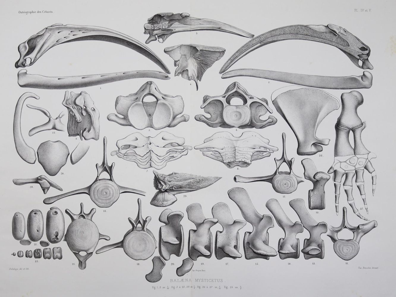 Große Abbildung Nr.2: 127-1529 Beneden,P.J. van u. R.Gervais.: (Zoologie, Wale)
