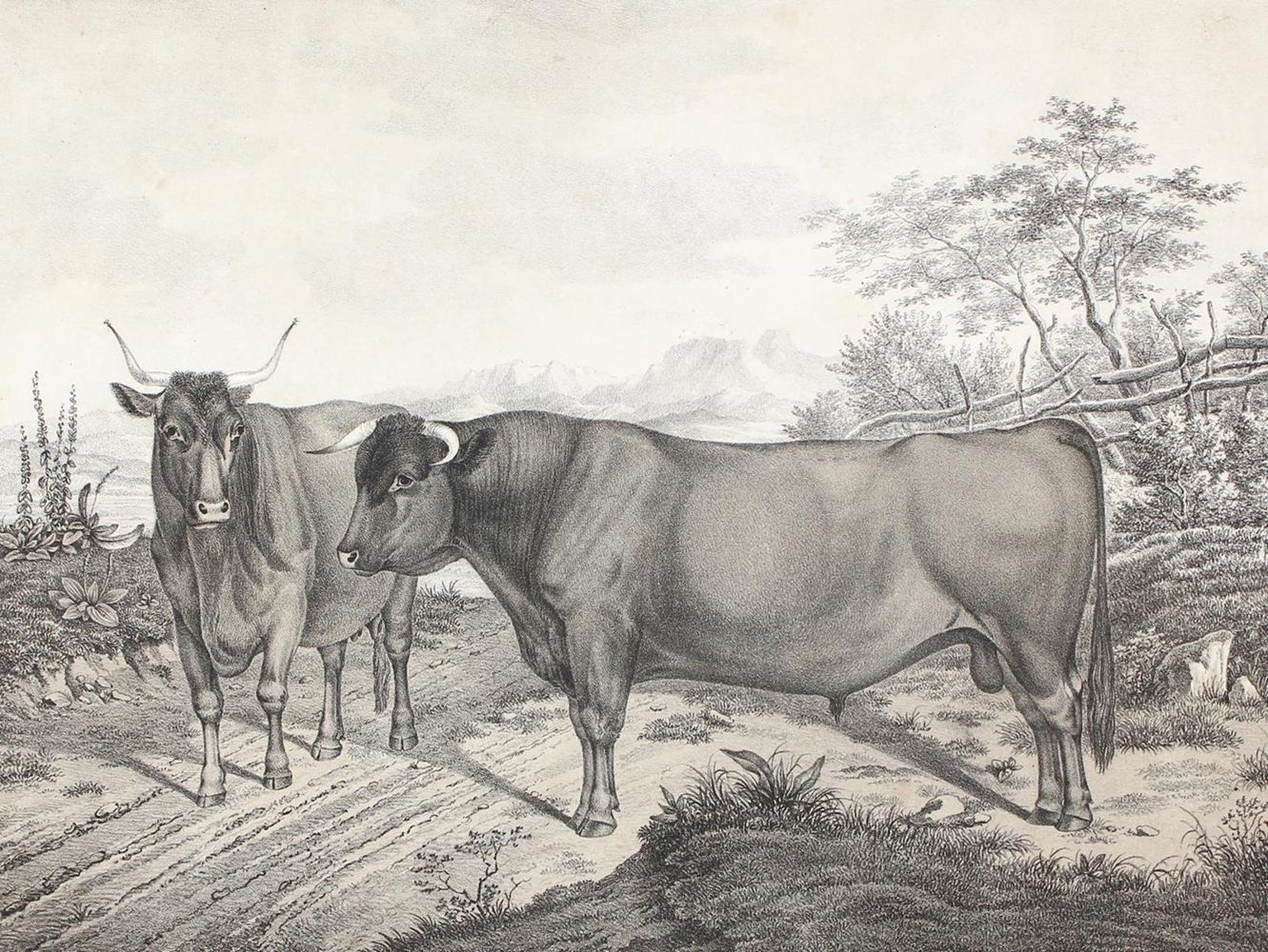 Große Abbildung Nr.1: 127-1706 Weckherlin,A.v.: (Deutschland, Württemberg, Rinder)