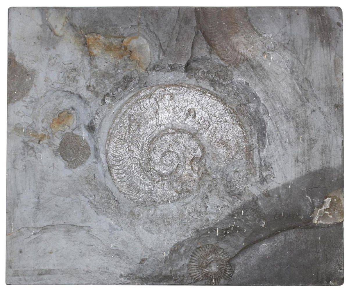 Große Abbildung Nr.1: 127-1863 Fossilien Grube Katzenberg.: (Varia)