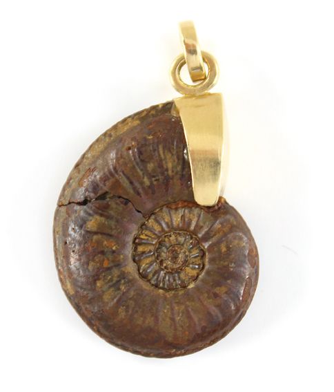 Große Abbildung Nr.1: 127-2099 Fossiler Anhänger: (Schmuck, Anhänger)