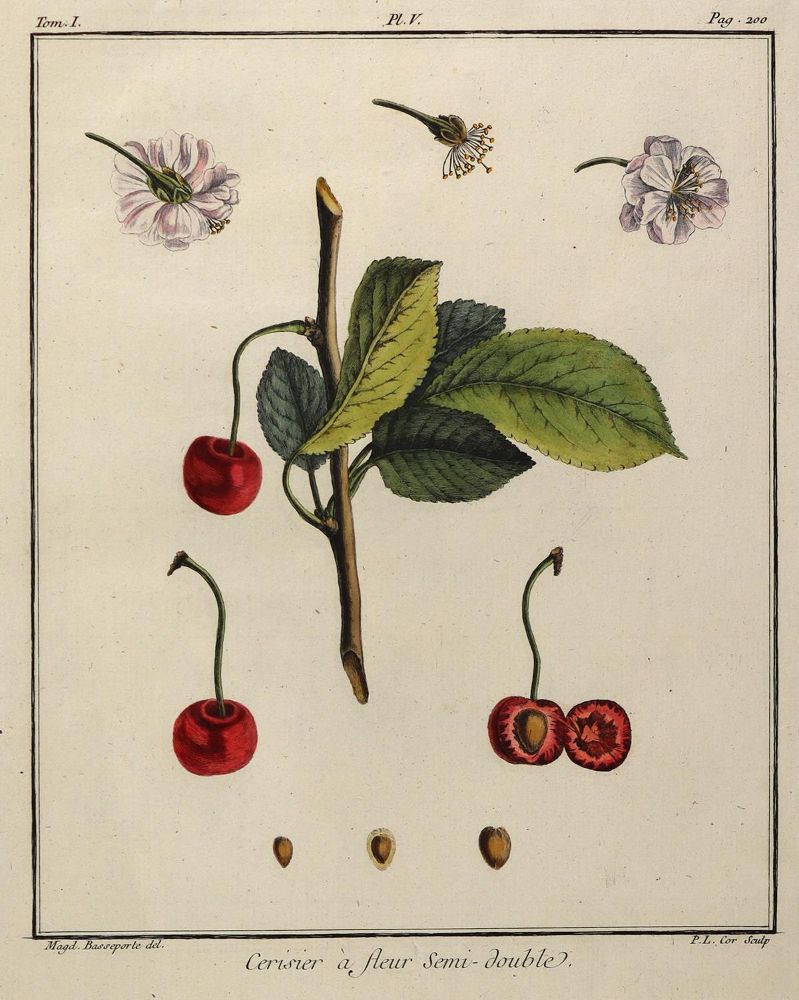 Große Abbildung Nr.4: 127-2367 Pflanzendarstellungen,: (Varia, Botanik)