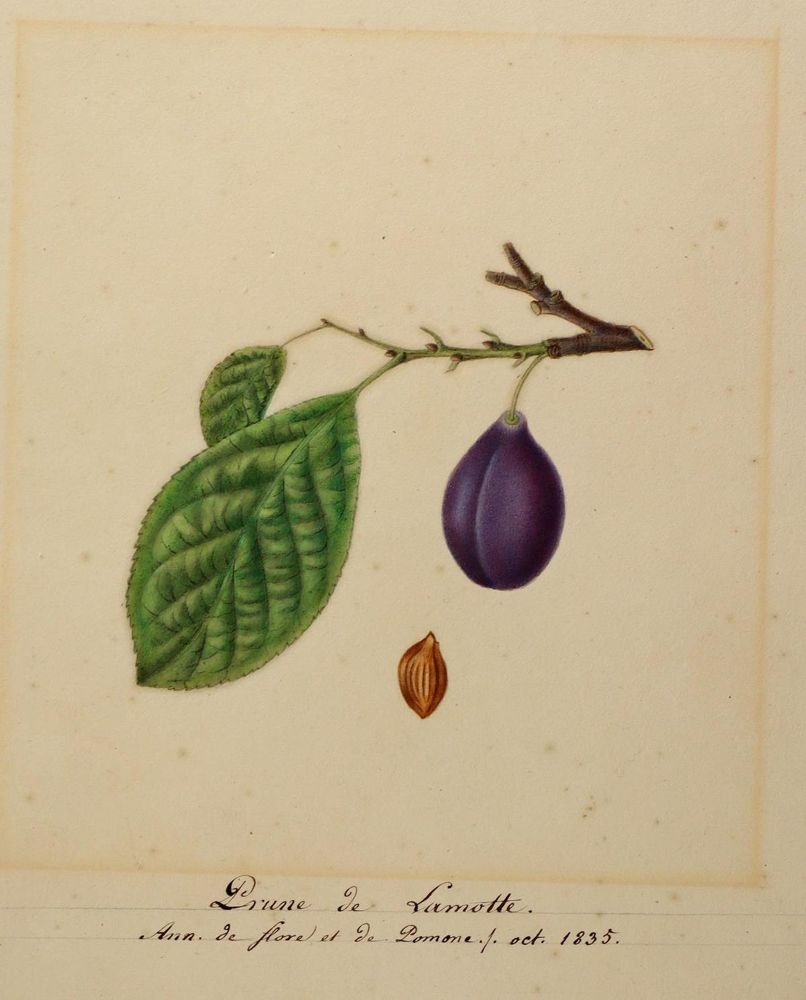 Große Abbildung Nr.6: 127-2367 Pflanzendarstellungen,: (Varia, Botanik)