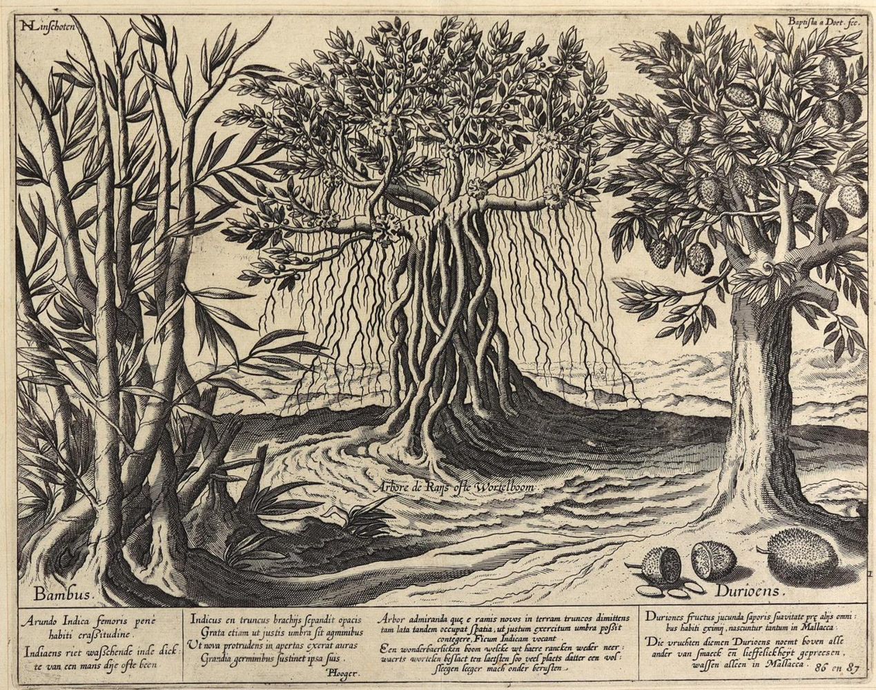 Große Abbildung Nr.7: 127-2367 Pflanzendarstellungen,: (Varia, Botanik)