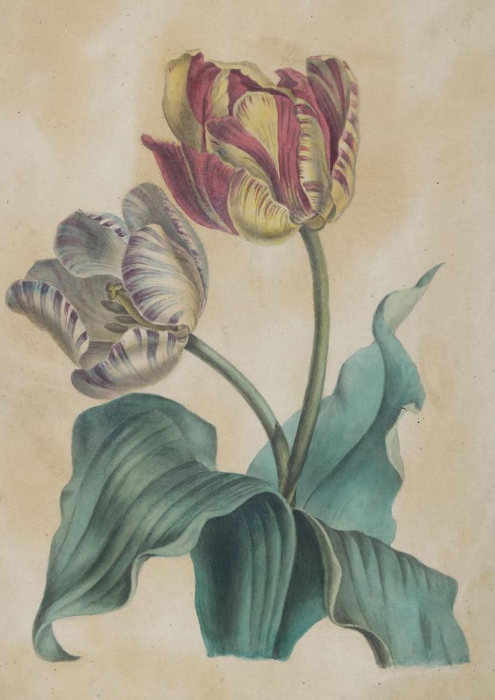 Große Abbildung Nr.1: 127-2372 Tulpe.: (Varia, Botanik)
