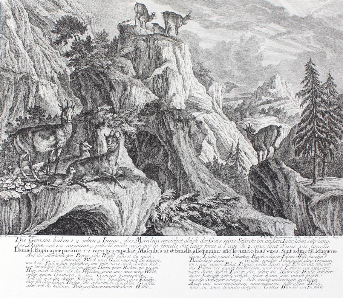 Große Abbildung Nr.1: 127-2402 Gämsen.: (Varia, Jagd, Ridinger)