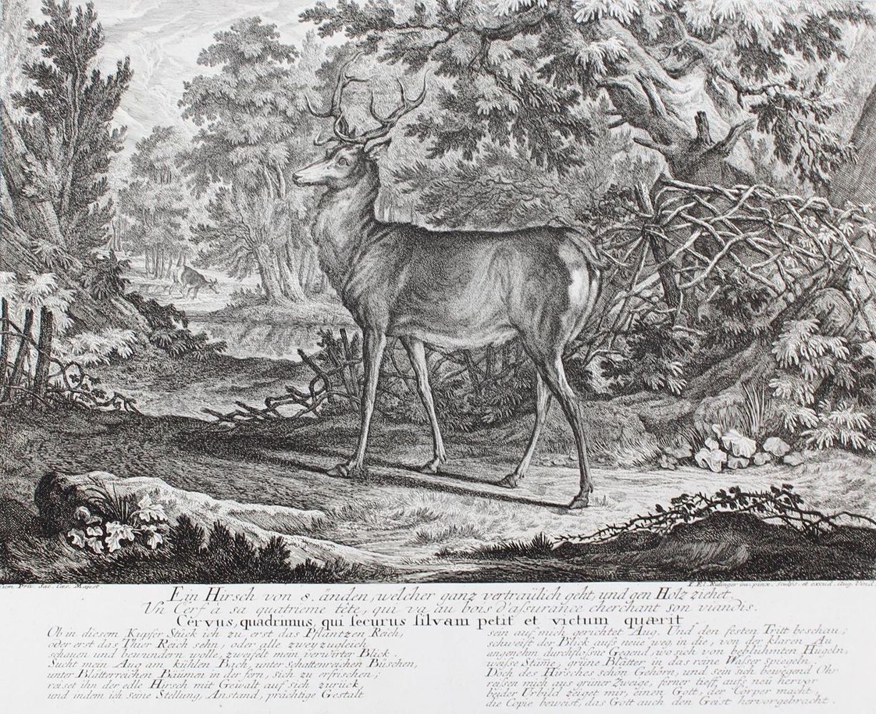 Große Abbildung Nr.1: 127-2413 Hirsch.: (Varia, Jagd, Ridinger)