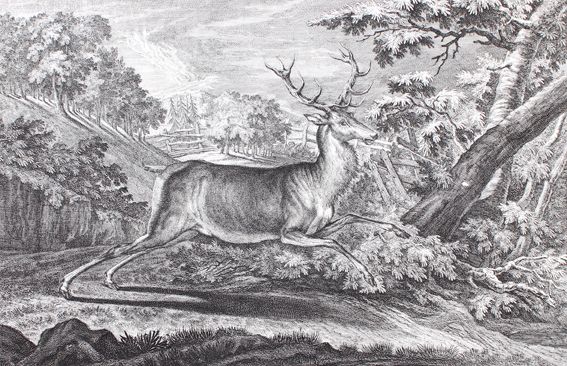 Große Abbildung Nr.1: 127-2414 Hirsch.: (Varia, Jagd, Ridinger)