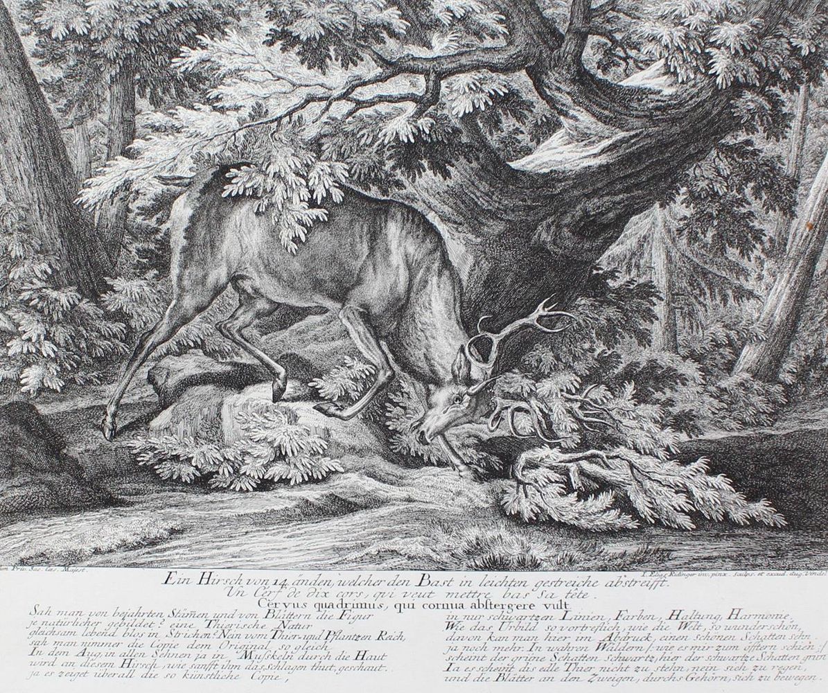 Große Abbildung Nr.1: 127-2417 Hirsch.: (Varia, Jagd, Ridinger)