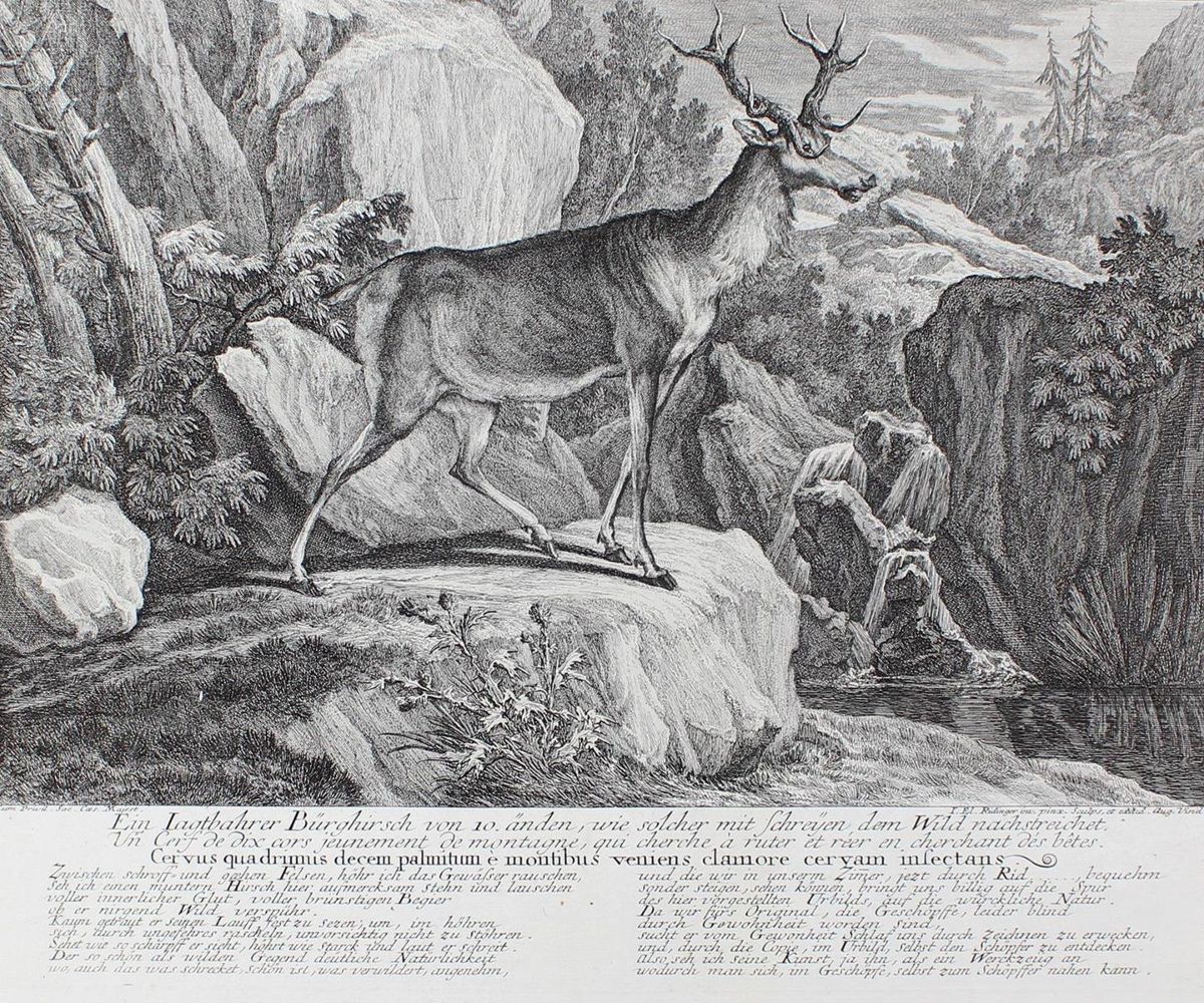 Große Abbildung Nr.1: 127-2419 Hirsch.: (Varia, Jagd, Ridinger)