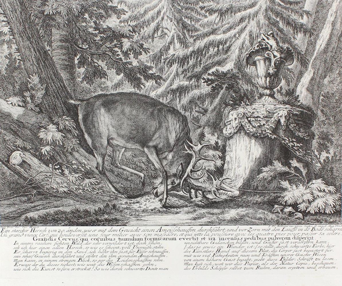 Große Abbildung Nr.1: 127-2421 Hirsch.: (Varia, Jagd, Ridinger)