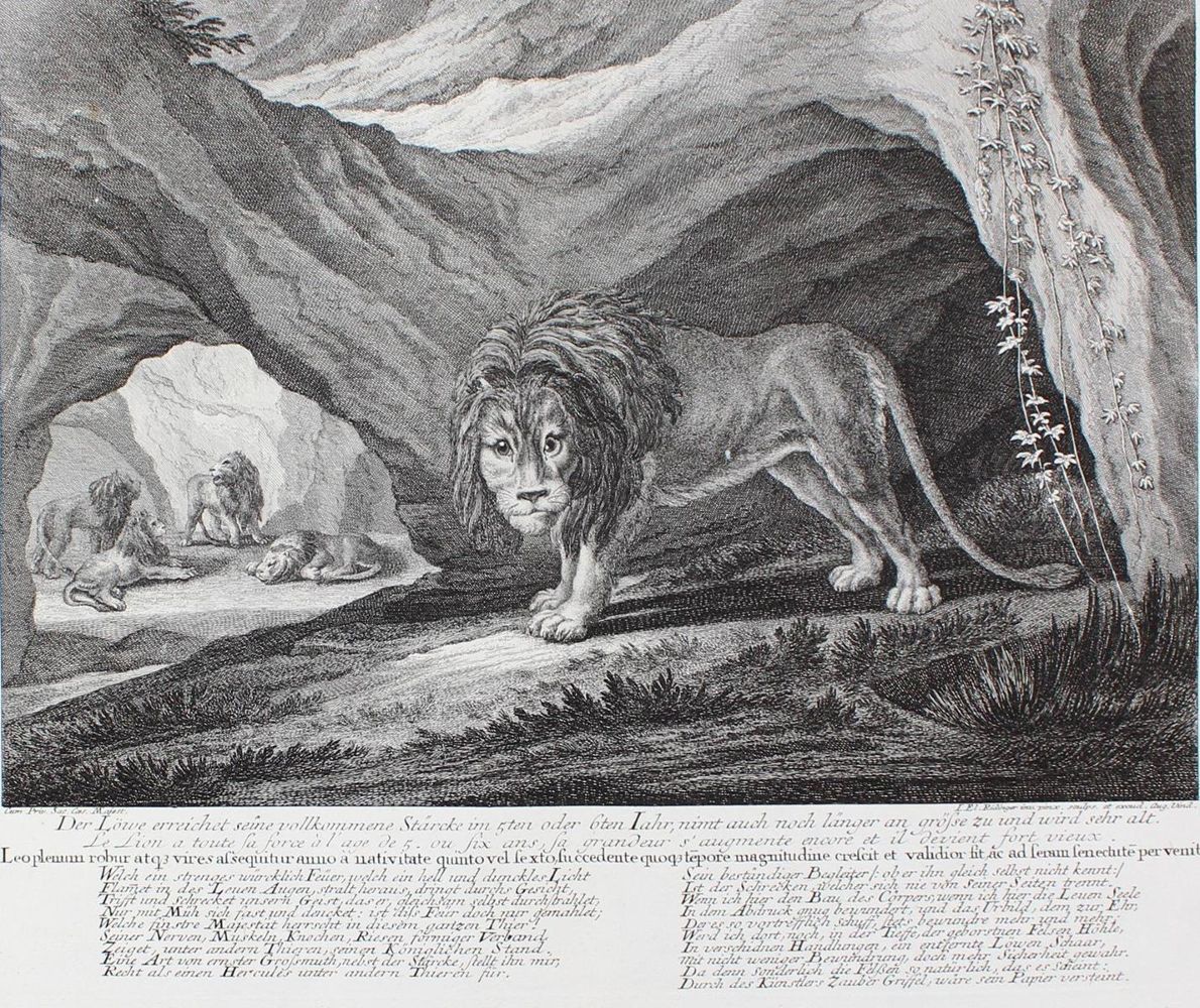 Große Abbildung Nr.1: 127-2432 Löwen.: (Varia, Jagd, Ridinger)