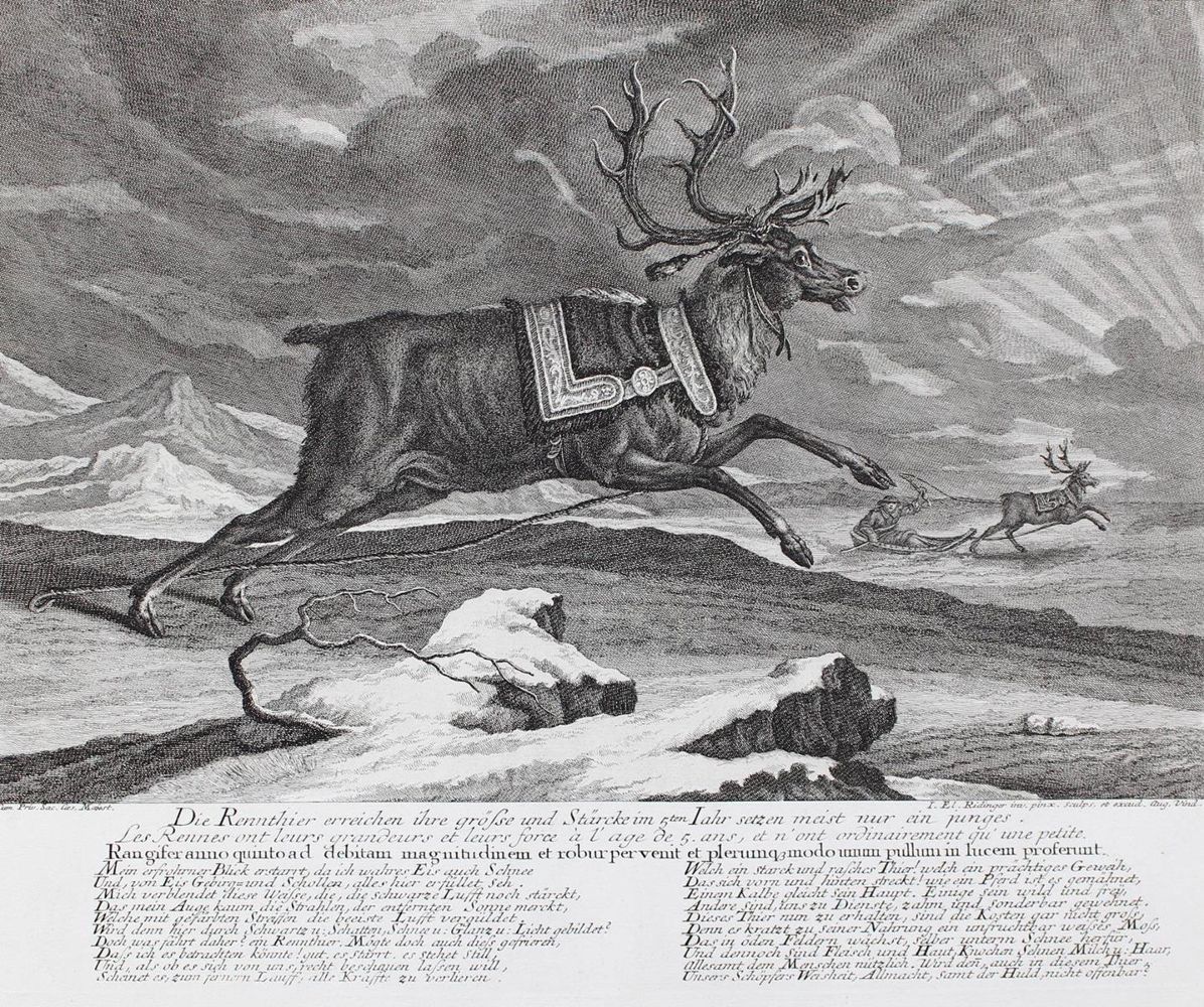 Große Abbildung Nr.1: 127-2437 Rentier.: (Varia, Jagd, Ridinger)