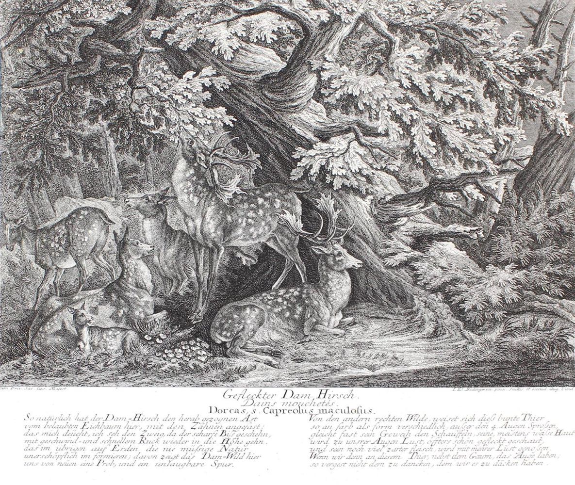 Große Abbildung Nr.1: 127-2439 Rotwild.: (Varia, Jagd, Ridinger)