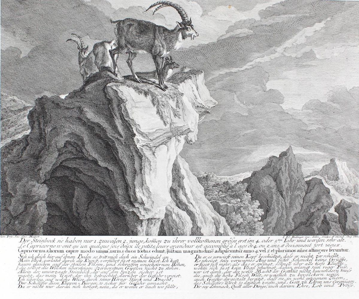 Große Abbildung Nr.1: 127-2446 Steinböcke.: (Varia, Jagd, Ridinger)