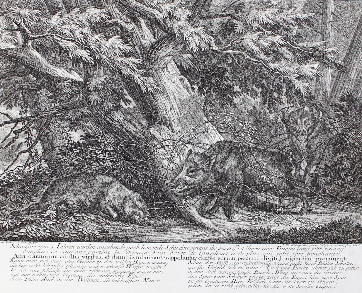 Große Abbildung Nr.1: 127-2459 Wildschweine: (Varia, Jagd, Ridinger)