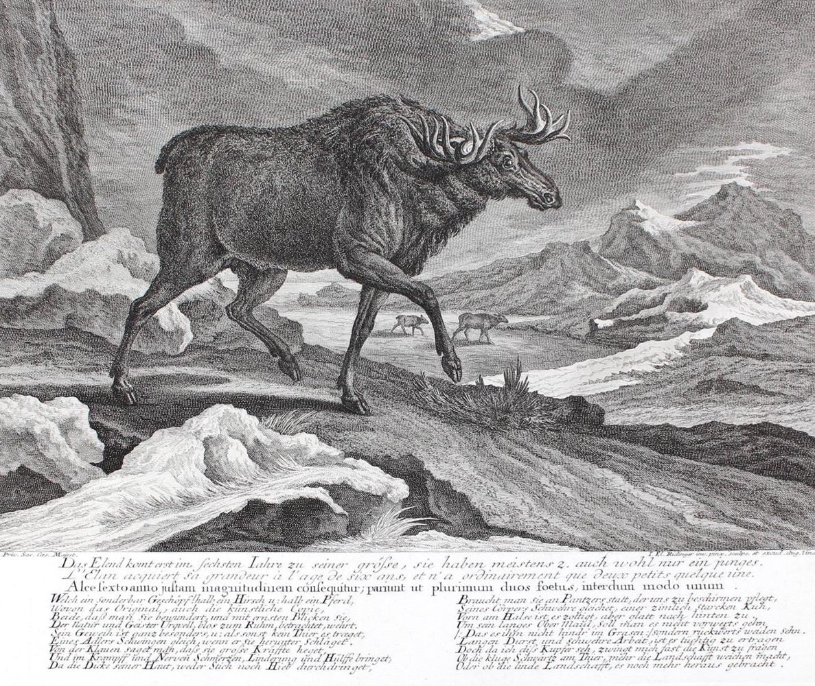 Große Abbildung Nr.1: 127-2460 Wildtier.: (Varia, Jagd, Ridinger)