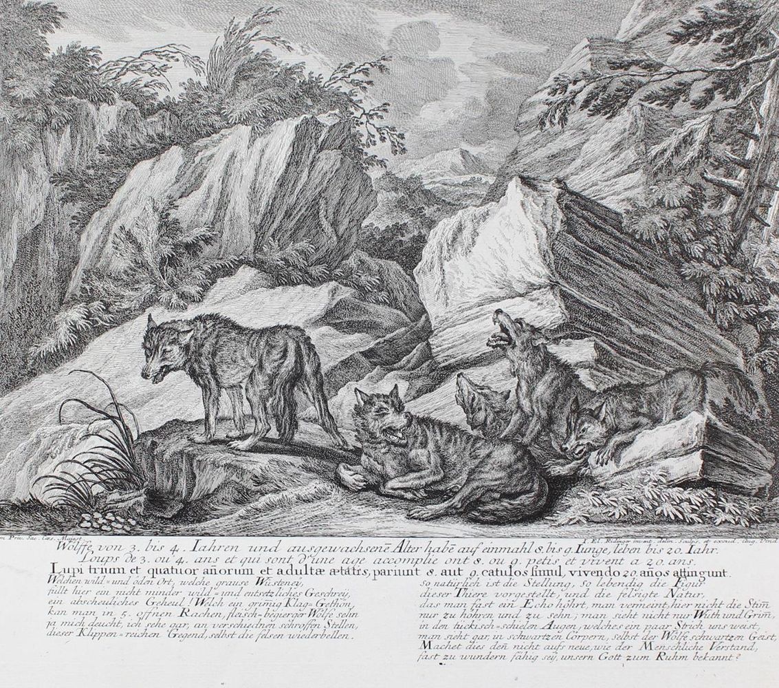 Große Abbildung Nr.1: 127-2464 Wölfe.: (Varia, Jagd, Ridinger)