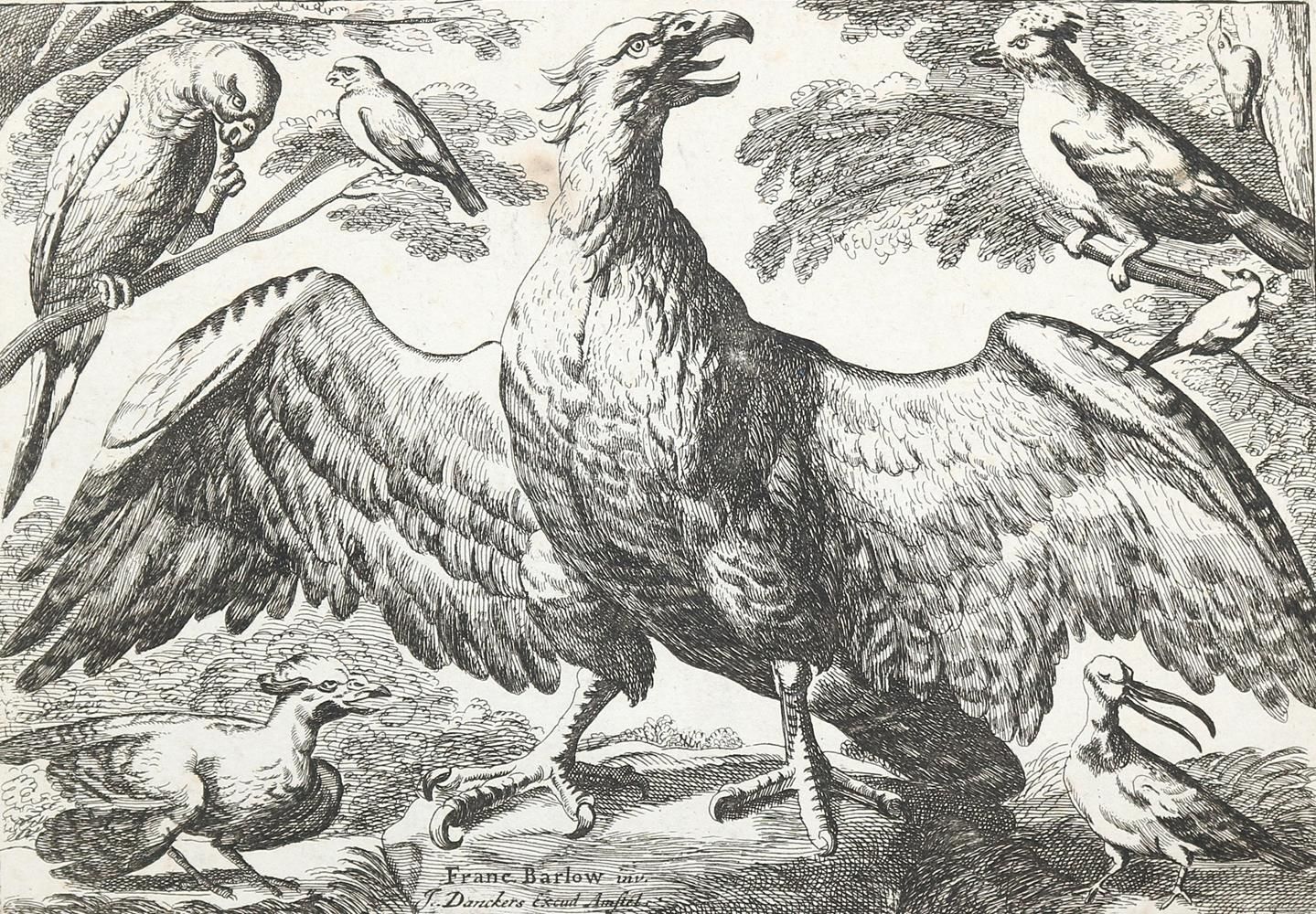 Große Abbildung Nr.1: 127-2575 Adler.: (Varia, Zoologie, Vögel)