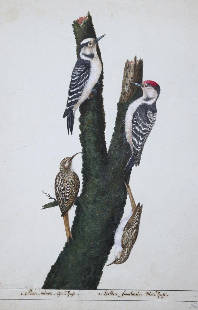 Große Abbildung Nr.1: 127-2576 Vogeldarstellungen.: (Varia, Zoologie, Vögel)