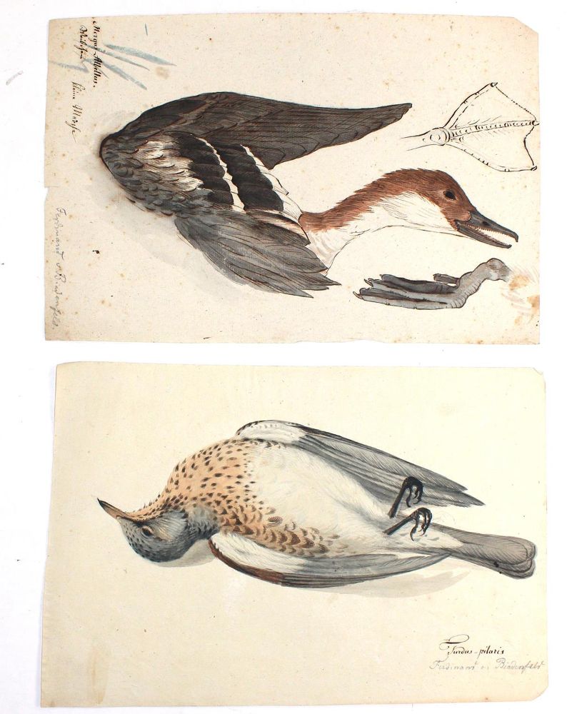 Große Abbildung Nr.2: 127-2576 Vogeldarstellungen.: (Varia, Zoologie, Vögel)