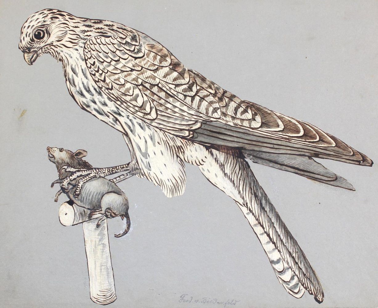 Große Abbildung Nr.3: 127-2576 Vogeldarstellungen.: (Varia, Zoologie, Vögel)