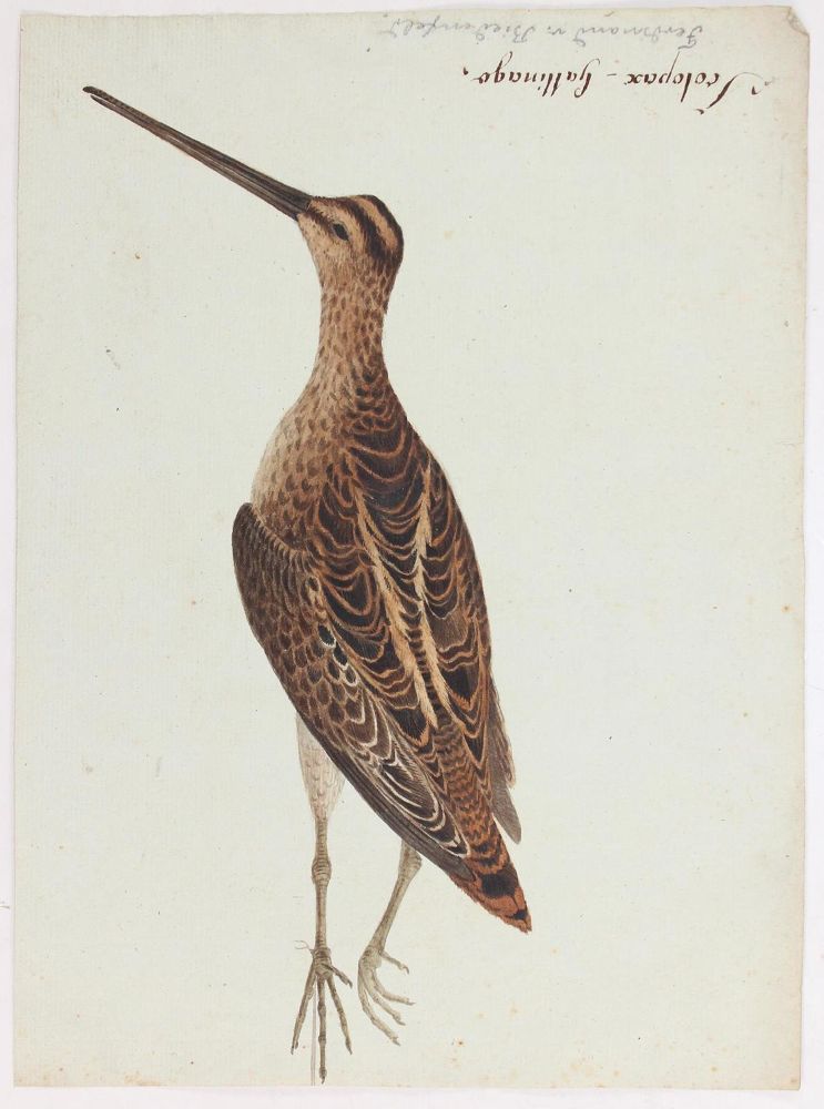 Große Abbildung Nr.4: 127-2576 Vogeldarstellungen.: (Varia, Zoologie, Vögel)