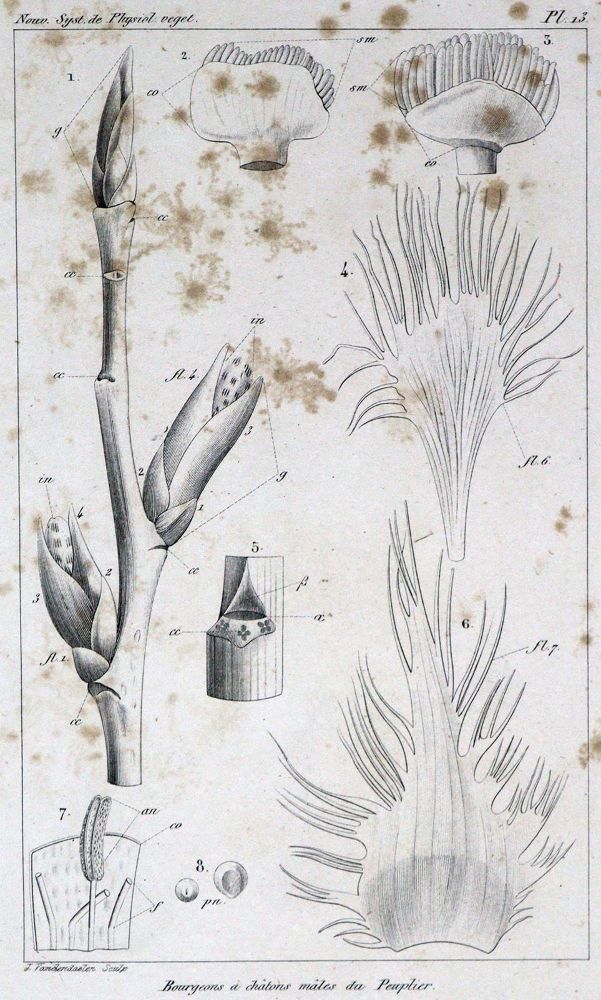 Große Abbildung Nr.3: 127-384 Raspail,F.V.: (Aus der Sammlung Professor Dr.Dr.Johannes Büttner Teil 1)