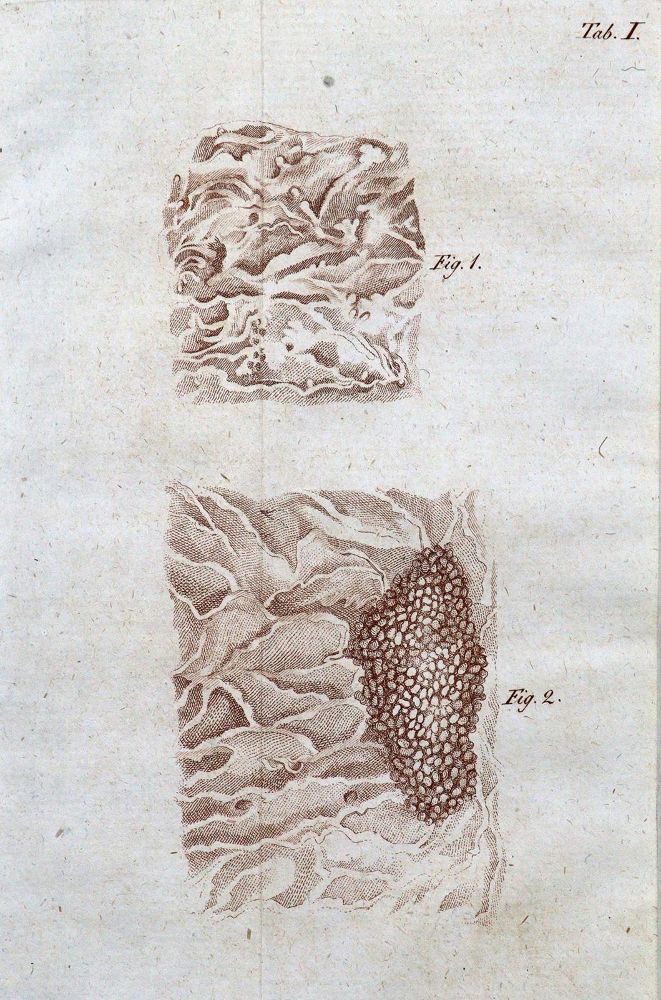 Große Abbildung Nr.2: 127-395 Rudolphi,K.A.: (Aus der Sammlung Professor Dr.Dr.Johannes Büttner Teil 1)