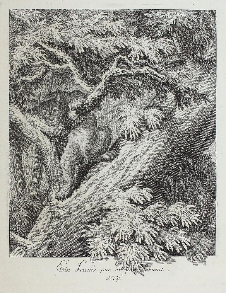 Große Abbildung Nr.1: 127-4038 Ridinger, Johann Elias: (Künstlergraphik)